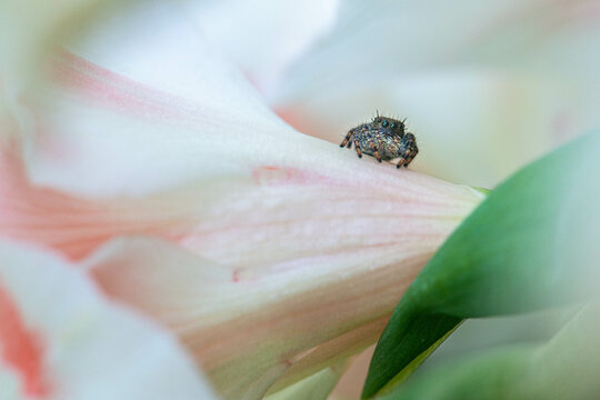 Tiny Adorable Spider