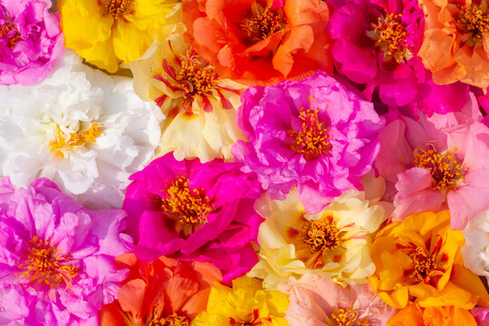 Colorful Portulaca