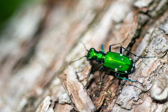 Green Insect
