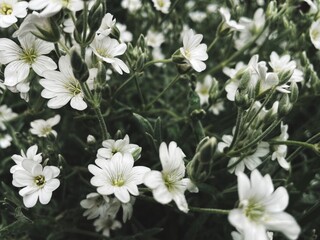 white flowers in the gardenю