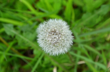 One white dandelion on blurred green grass background. Free copy space. Top view, closeup photo.