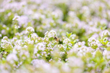 春の花と蜜蜂