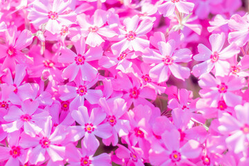 ピンクの芝桜