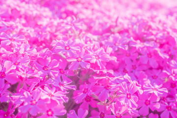 ピンクの芝桜