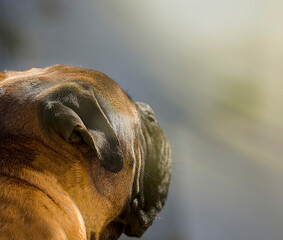 Dogs Face in Profile Copy Space. Bullmastiff side view looking at sunbeam. Stock Image.