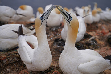 Gannet pairs on the island of Helgoland .