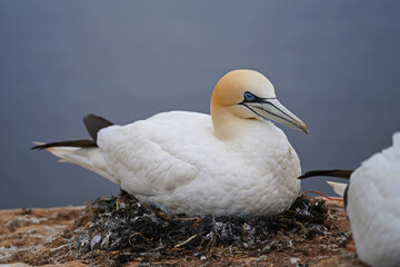 Breeding gannets on the island of Helgoland.