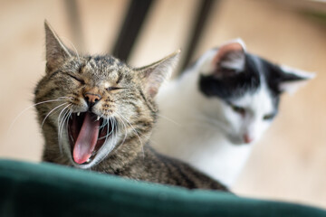 Portrait of two cats. One of them yawning. - 504558157