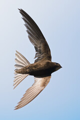 Common Swift in flight close up - 504558158