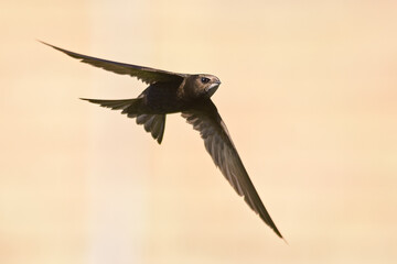 Common Swift in flight close up