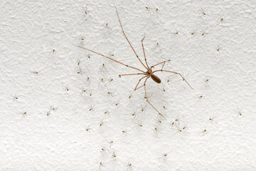 Spider with babies on the wall - 504558161
