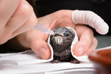 First aid for sick bird (Common Swift) - 504558163