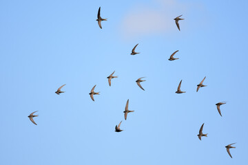 Common Swift flock in flight - 504558164