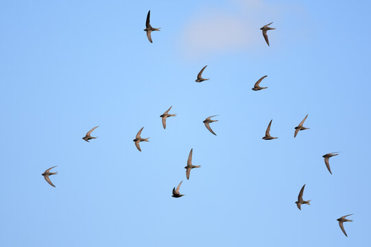 Common Swift flock in flight