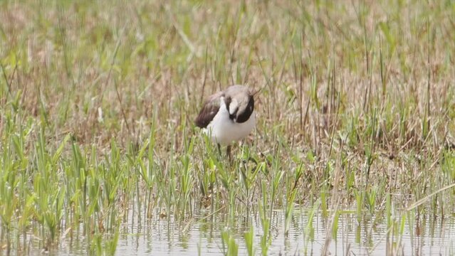 Vanellus Vanellus on a meadow