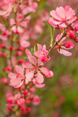 Prunus Tenalla or pink dwarf almond flowers. Pink blossom tree on a blurred background. Gardening and lanscape design concept.