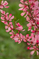 Fototapeta na wymiar Prunus Tenalla or pink dwarf almond flowers. Pink blossom tree on a blurred background. Gardening and lanscape design concept.
