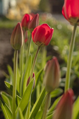 Red tulips in the garden in backlit on a blurred background.