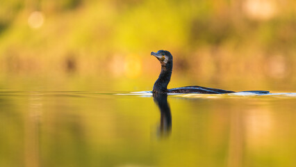 Kormoran (Phalacrocorax carbo) auf einem Fluss