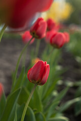 Red tulips in the garden in backlit on a blurred background.