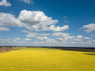Blue yellow landscape with ripe rapseed field on a background of