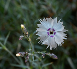 Closeup of pink Dianthus Chinensis Flowers. Botanical garden kit, Karlsruhe, Baden Wuerttemberg,...