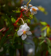 BEGONIA SEMPERFLORENS. kit botanical garden, Karlsruhe, Baden Baden, Baden Wuerttemberg, Germany