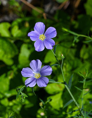 Blue flax, Lint or Perennial flax in bloom. Botanical Garden, KIT Karlsruhe, Germany, Europe