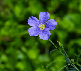 Blue flax, Lint or Perennial flax in bloom. Botanical Garden, KIT Karlsruhe, Germany, Europe