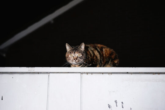 Streetcat At Night