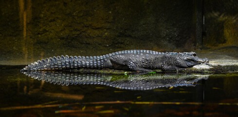 Dwarf-Crocodile-(Osteolaemus-letraspis)