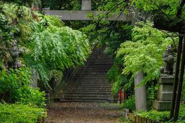 東京赤坂にある氷川神社の境内は新緑が鮮やか