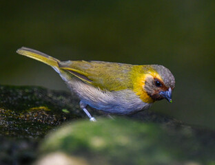 Cuban grassquit (Tiaris canorus)