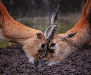 Antilope1