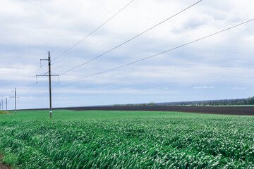 Soybean fields with fresh green leaves in the spring with a blue background in Thailand. Pole high-voltage power lines that cross the farm crops, High voltage power poles and bean fields.