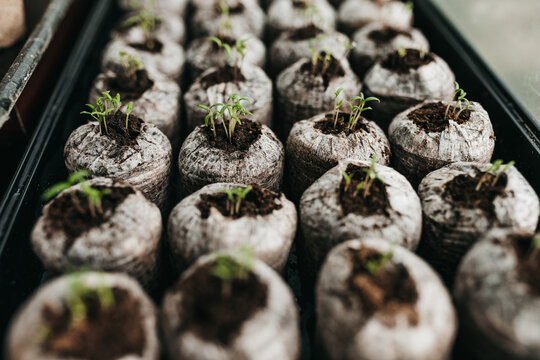 Seedlings