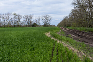 Fototapeta premium Dirt road in the middle of the field. Spring landscape in Russia.