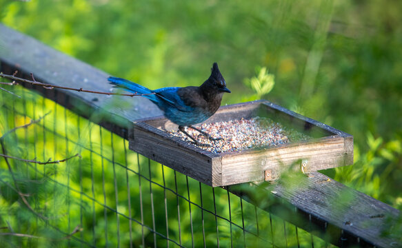 Mountain blue jay