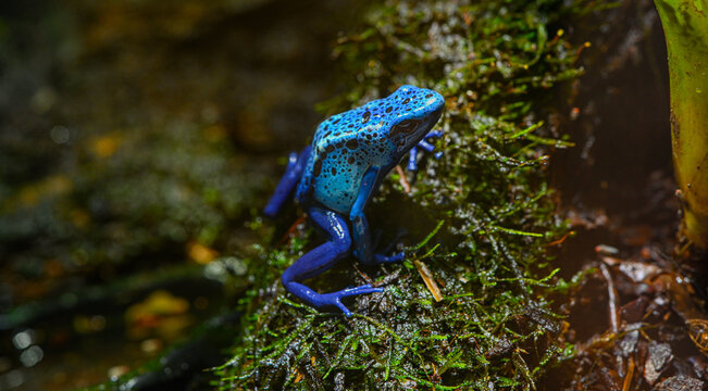 Blue-Poison-Dart-Frog (Dendrobates-azureus) resides in Northeastern-South-America