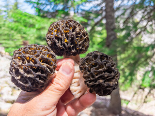 morel mushroom in its natural and fresh form
