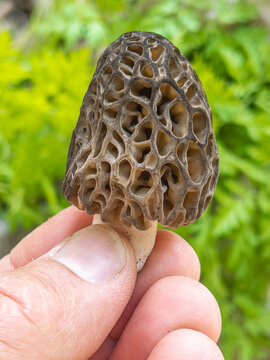 morel mushroom in its natural and fresh form