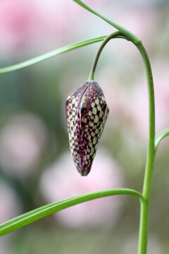 Fritillary flower in  a garden