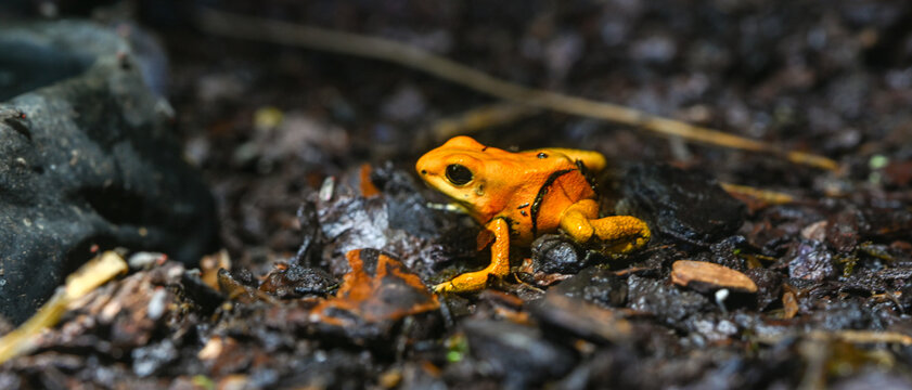 Golden poison dart frog (Phyllobates terribilis). Tropical frog living in South America.