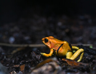 Golden poison dart frog (Phyllobates terribilis). Tropical frog living in South America.