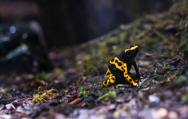 Yellow-banded poison dart frog or yellow-headed poison dart frog (Dendrobates leucomelas). Tropical frog living in South America