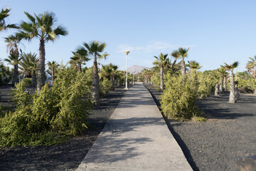Obraz premium Volcanic garden with a pathway surrounded by cactus, palm trees with black soil in Lanzarote, Canary Islands in Spain