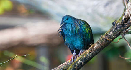 Nicobar Pigeon (Caloenas nicobarica), adult on tree