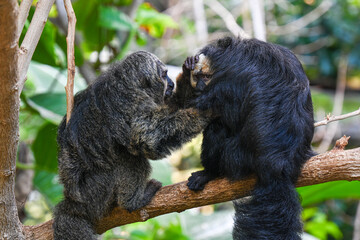White-faced saki male and female on tree branches. On the left the male on the right the female