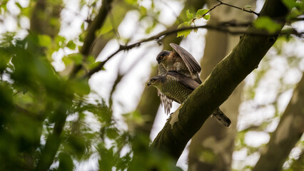 Sperber (Accipiter nisus) bei der Paarung auf einem Baum