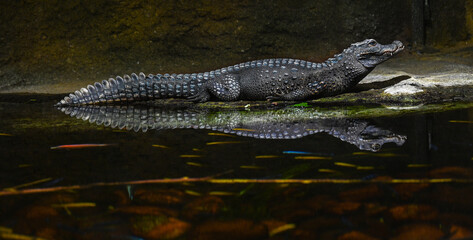 Dwarf-Crocodile-(Osteolaemus-letraspis)